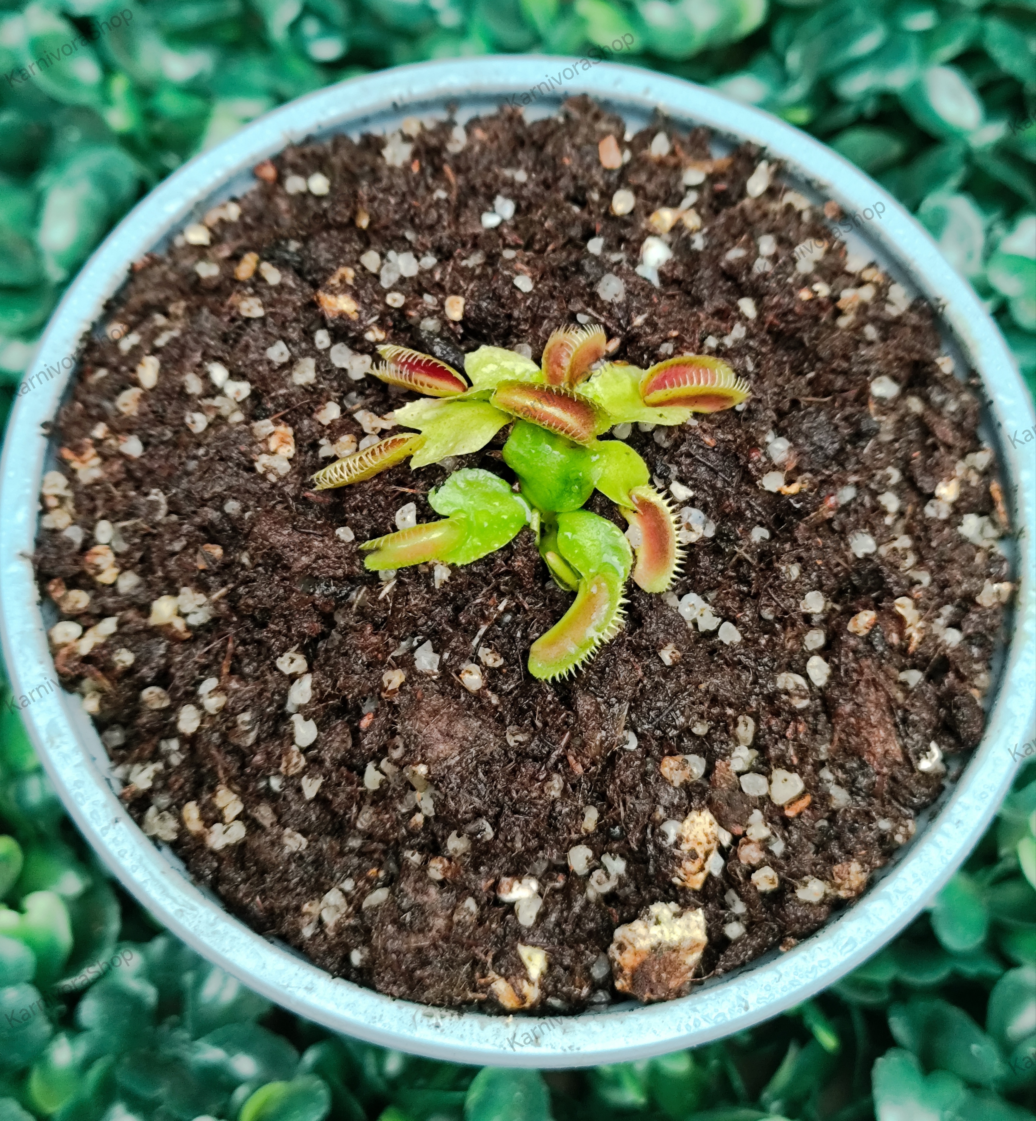 DIONAEA MUSCIPULA cultivar MARATCHI