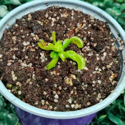 DIONAEA MUSCIPULA cultivar TREV'S DRACULA