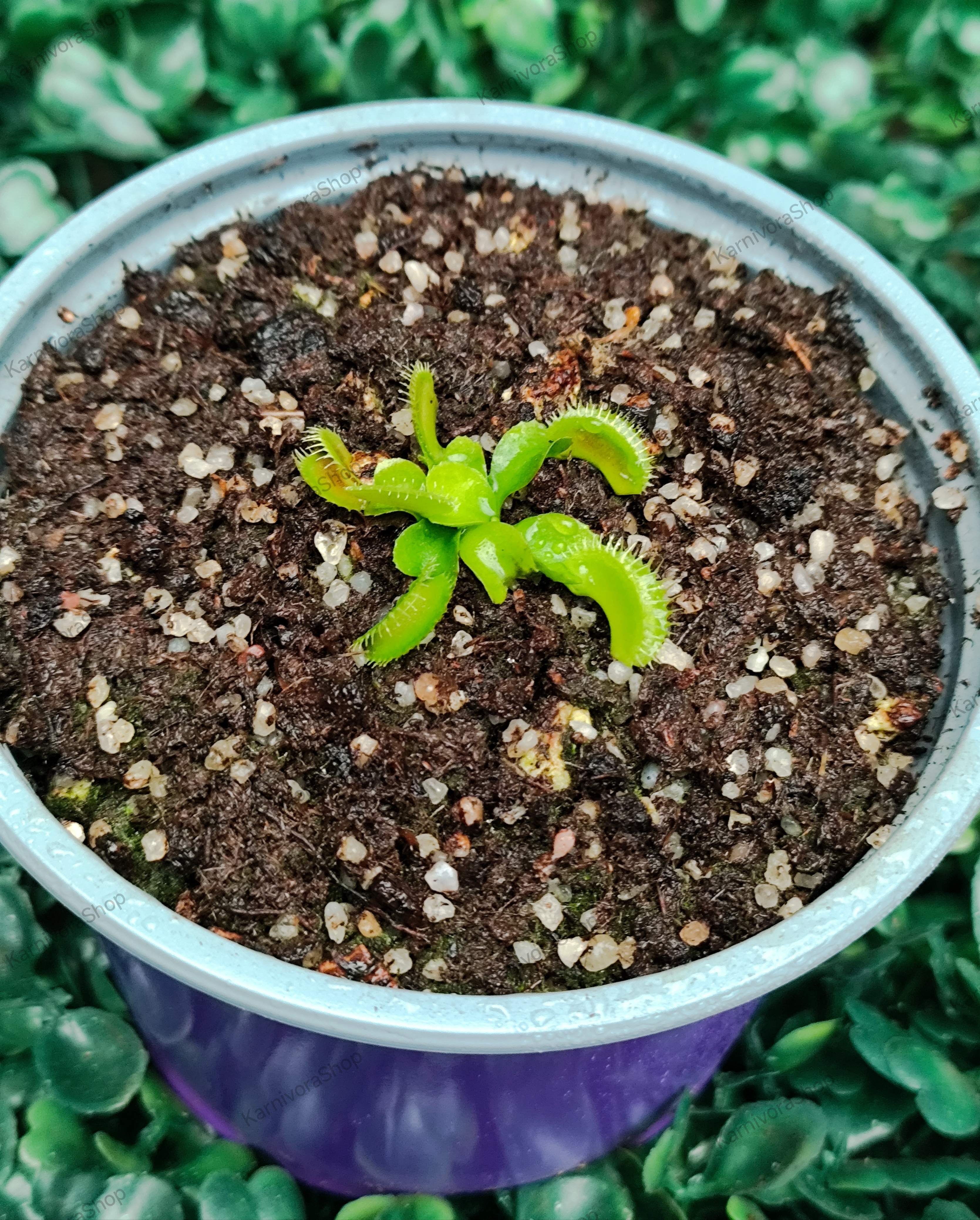 DIONAEA MUSCIPULA cultivar TREV'S DRACULA