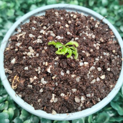 DIONAEA MUSCIPULA cultivar DOUBLE TROUBLE