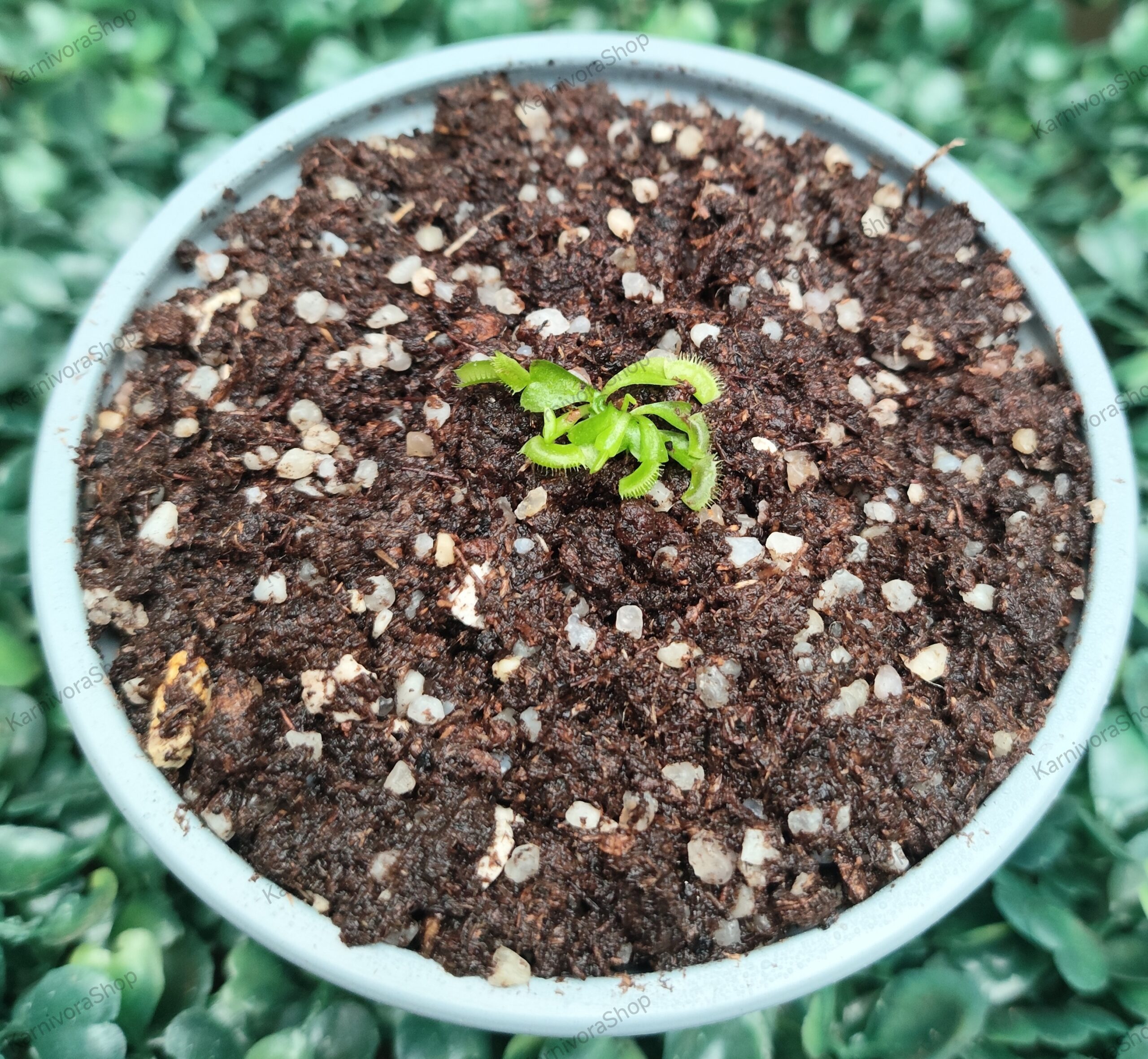 DIONAEA MUSCIPULA cultivar DOUBLE TROUBLE