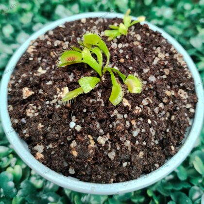 DIONAEA MUSCIPULA cultivar PHALANX