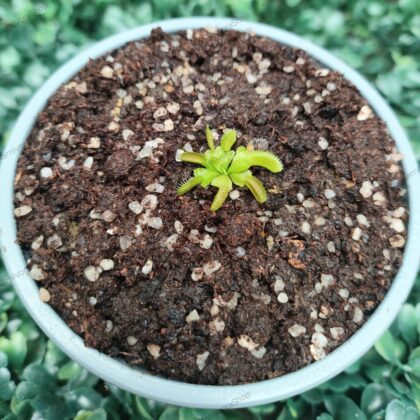 DIONAEA MUSCIPULA cultivar ALIEN