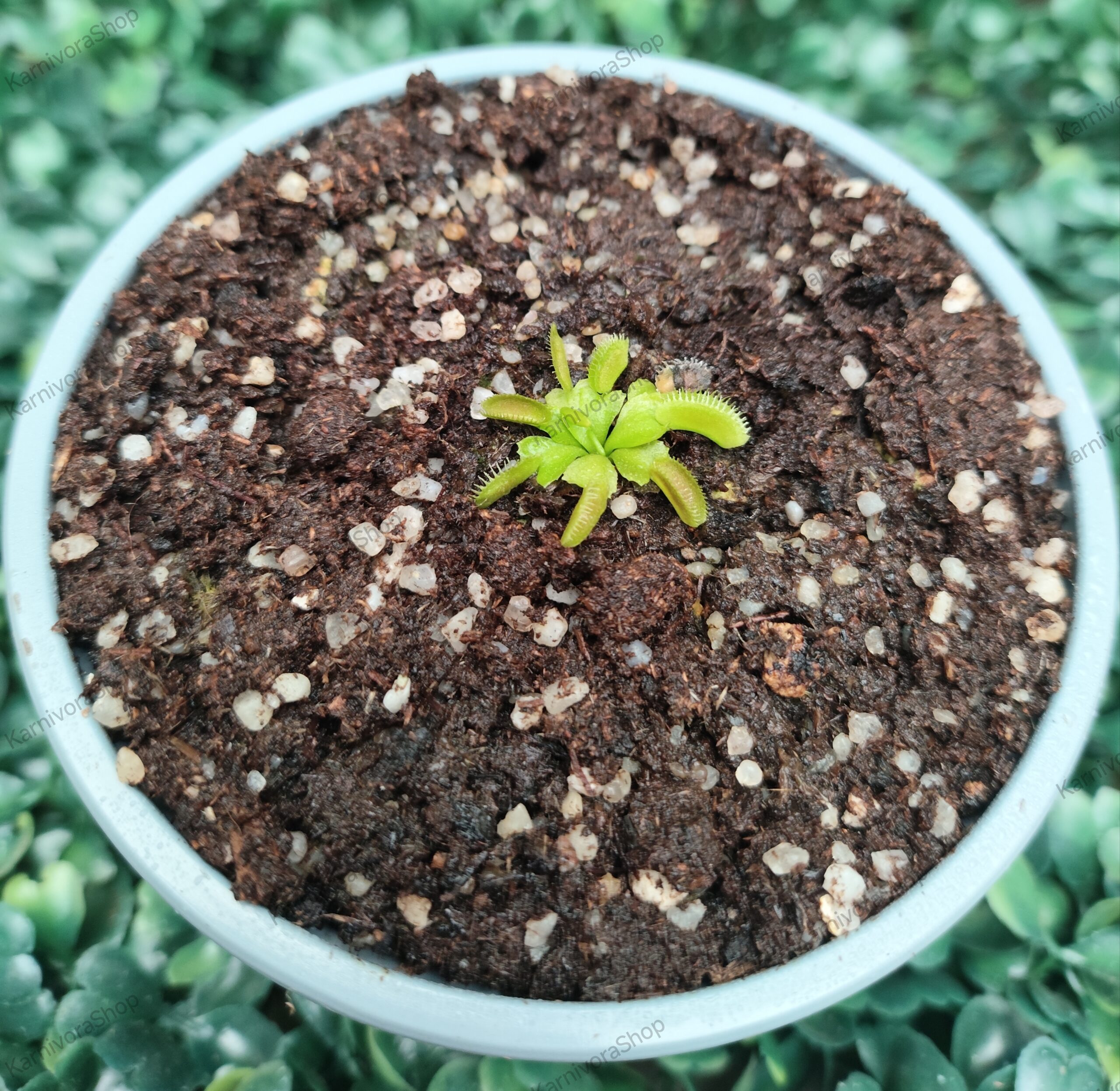 DIONAEA MUSCIPULA cultivar ALIEN