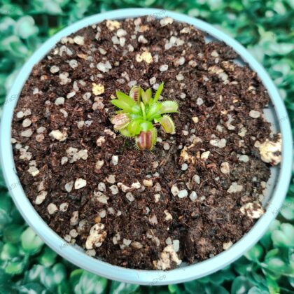DIONAEA MUSCIPULA cultivar RED BLADE ANGEL WINGS