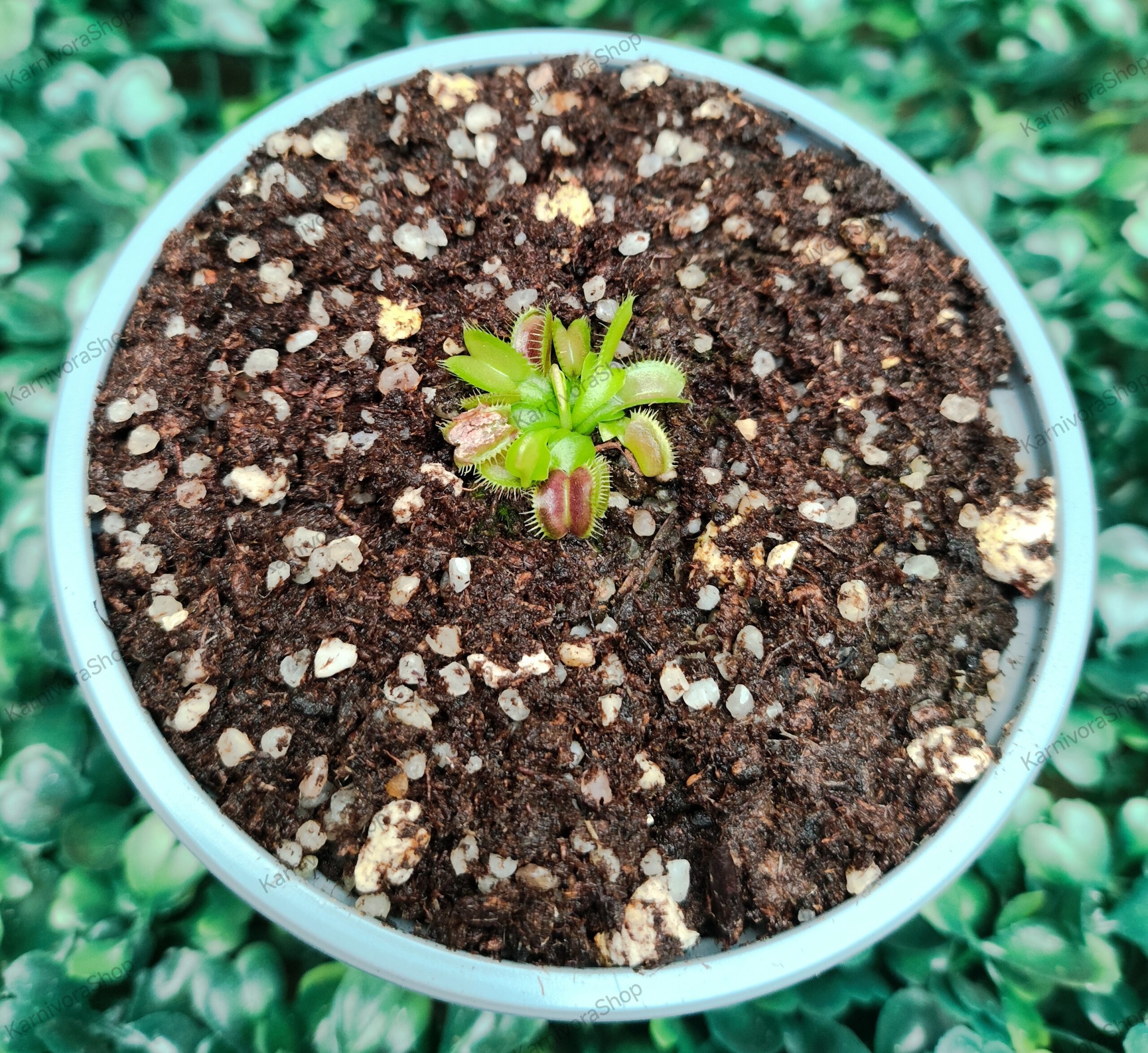 DIONAEA MUSCIPULA cultivar RED BLADE ANGEL WINGS
