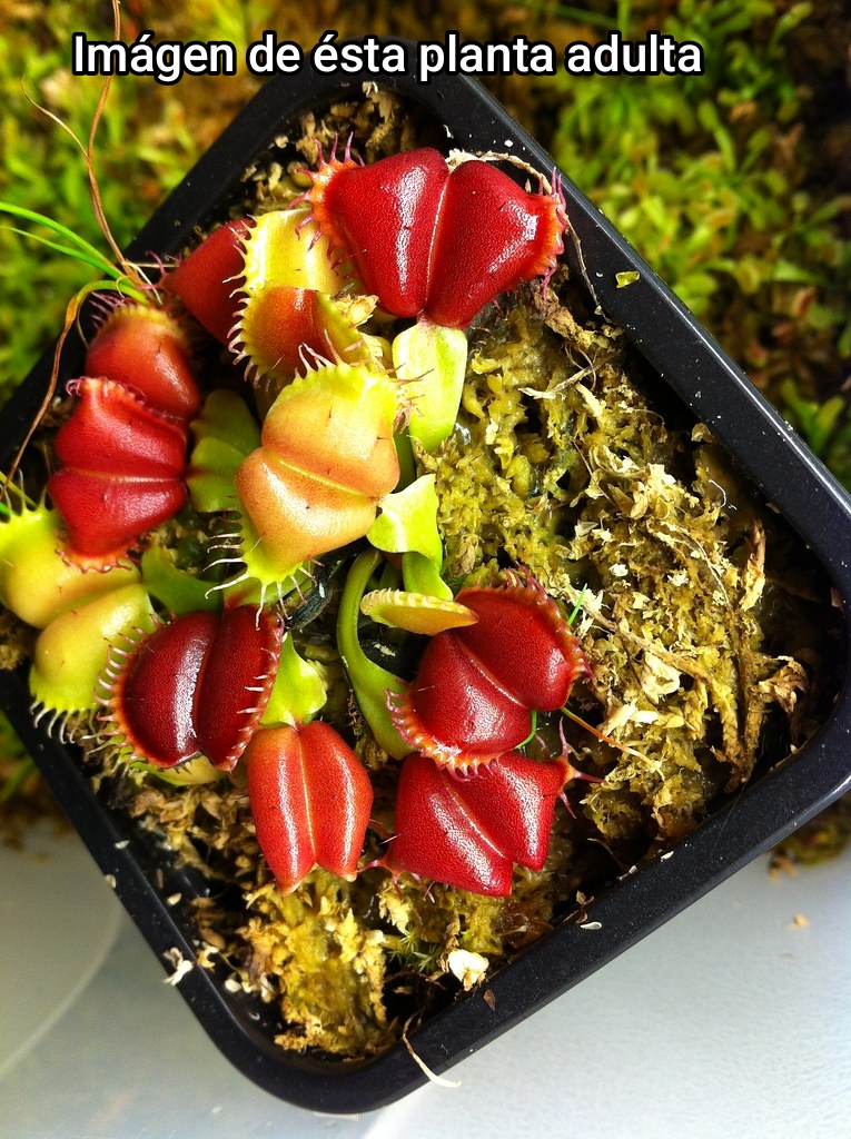 DIONAEA MUSCIPULA cultivar RED BLADE ANGEL WINGS - Imagen 2