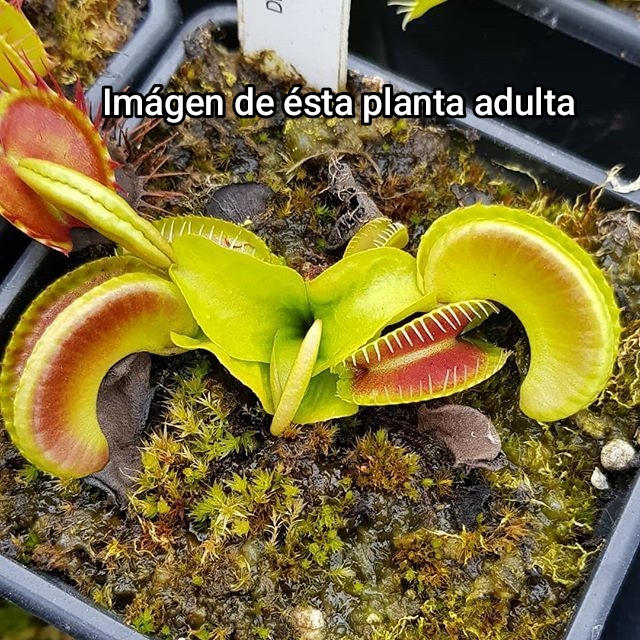 DIONAEA MUSCIPULA cultivar ALIEN - Imagen 2