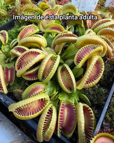 DIONAEA MUSCIPULA cultivar MARATCHI - Imagen 2