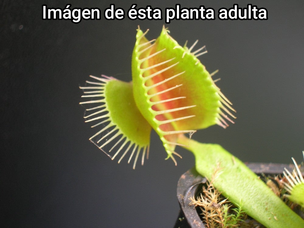 DIONAEA MUSCIPULA cultivar MIRROR - Imagen 2