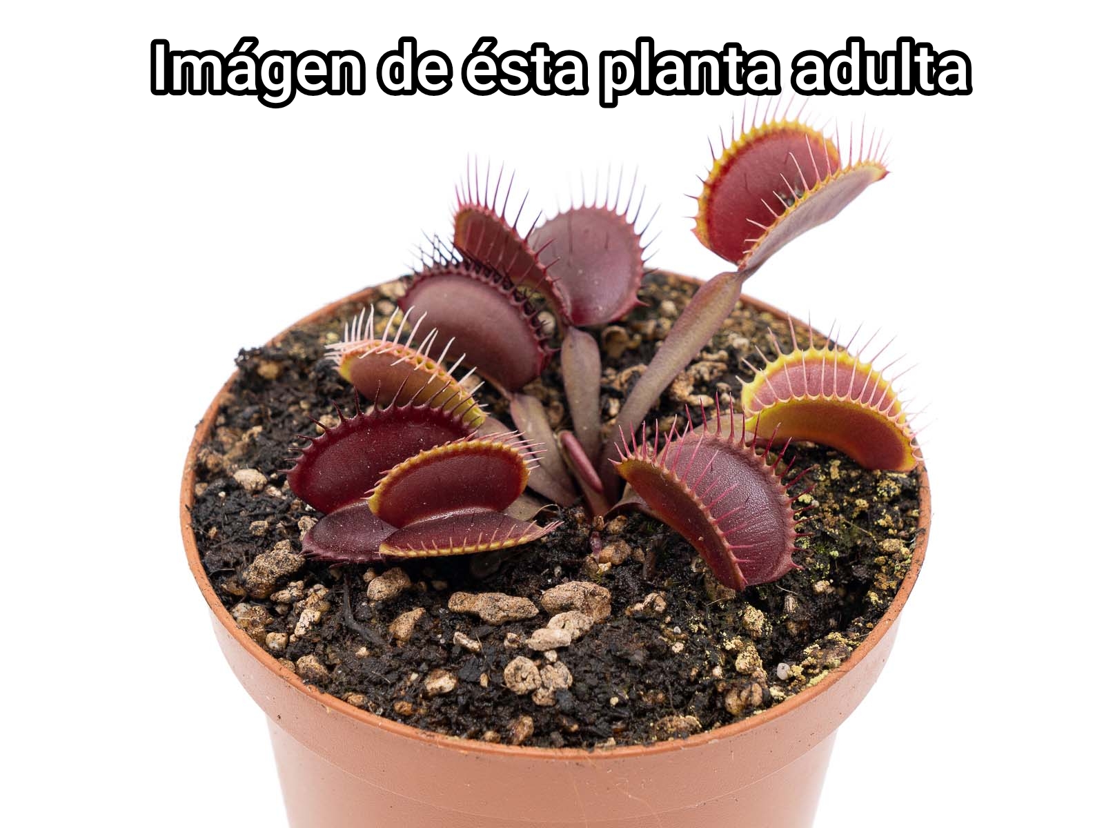 DIONAEA MUSCIPULA cultivar ROYAL RED - Imagen 2