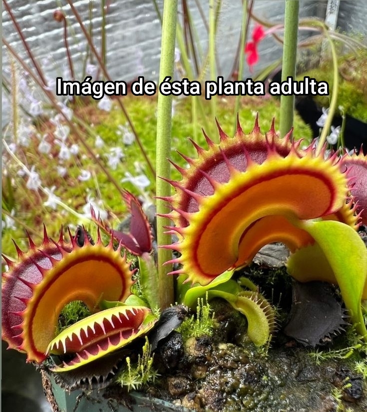 DIONAEA MUSCIPULA cultivar TREV'S DRACULA - Imagen 2