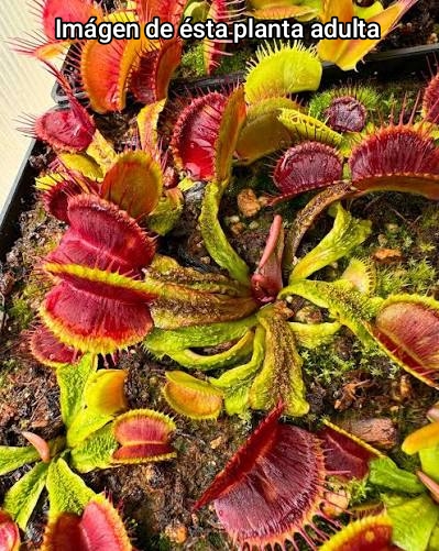 DIONAEA MUSCIPULA cultivar SHUP DESTRUCTION - Imagen 2