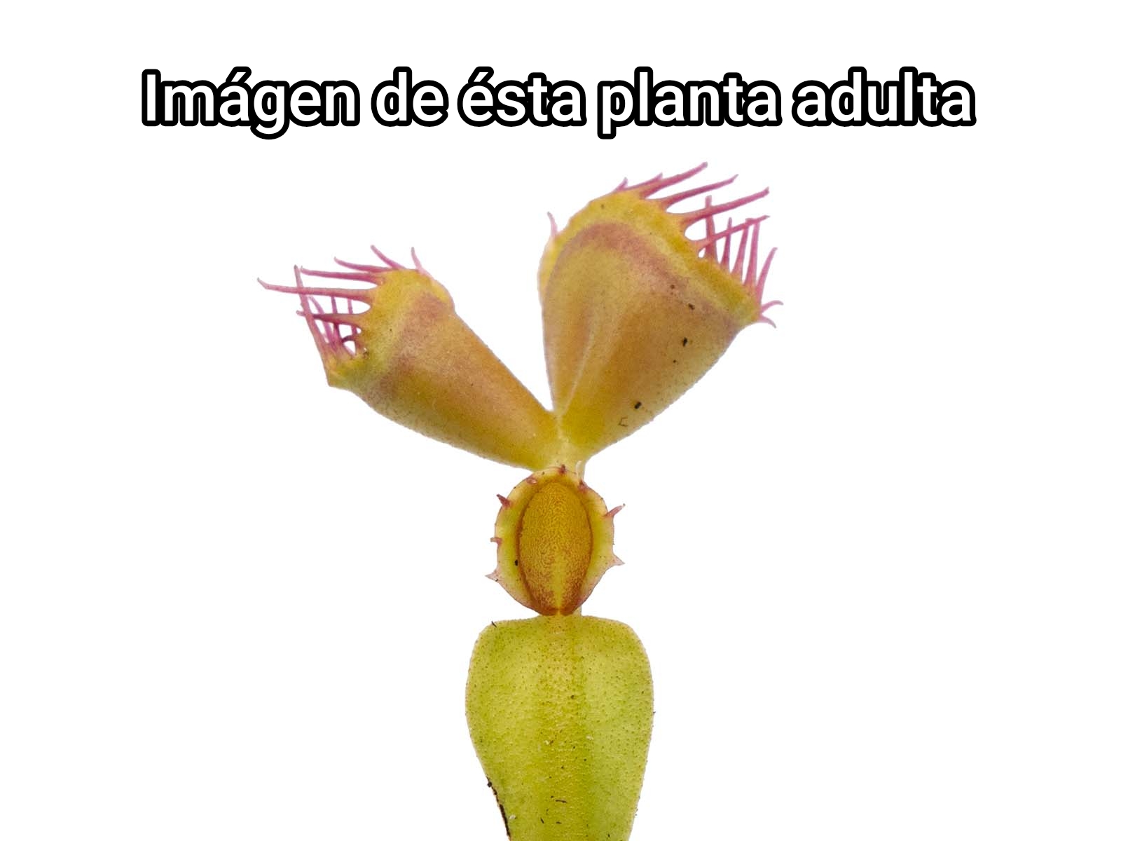 DIONAEA MUSCIPULA cultivar DOUBLE TROUBLE - Imagen 2