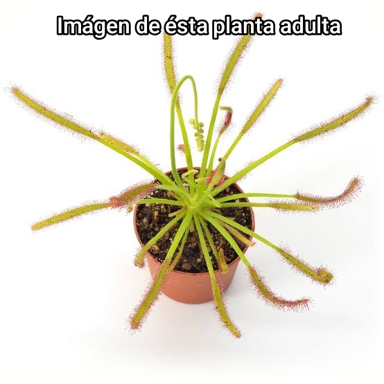 DROSERA CAPENSIS GIANT FORM - Imagen 2