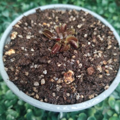 DIONAEA MUSCIPULA cultivar ROYAL RED