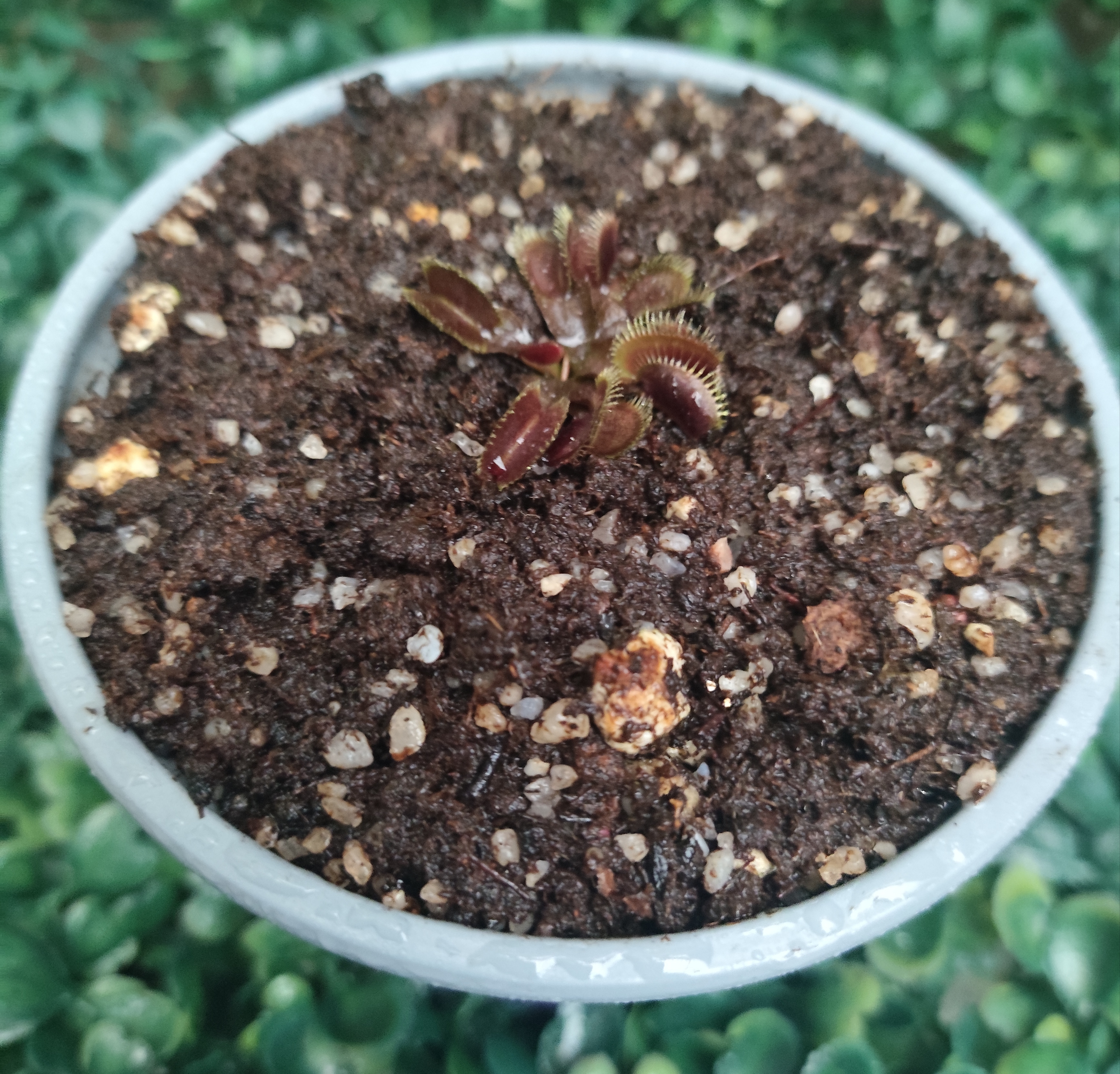 DIONAEA MUSCIPULA cultivar ROYAL RED