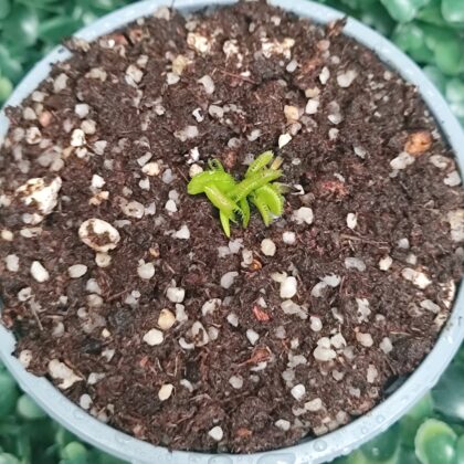 DIONAEA MUSCIPULA cultivar KIM JONG UN