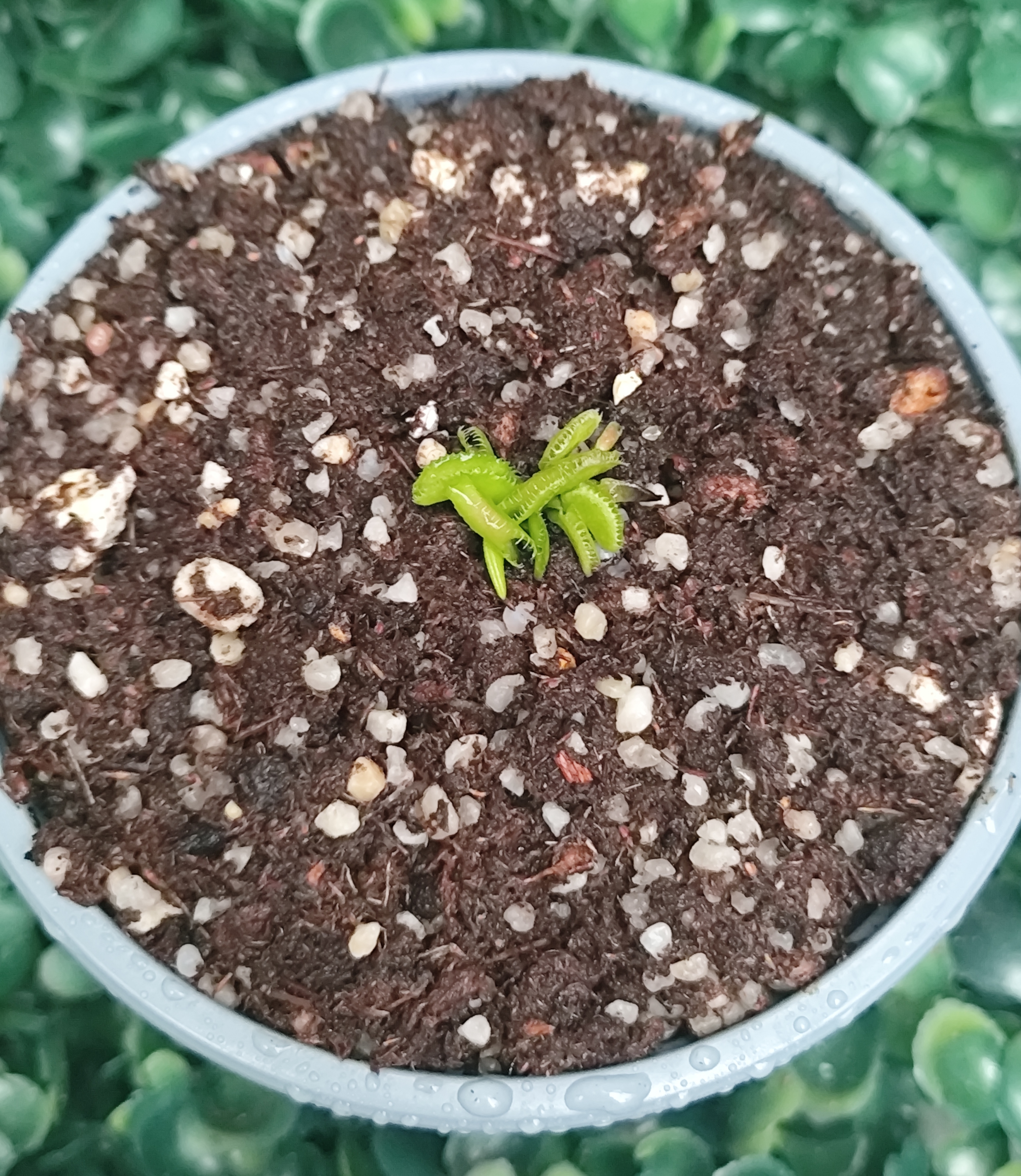 DIONAEA MUSCIPULA cultivar KIM JONG UN