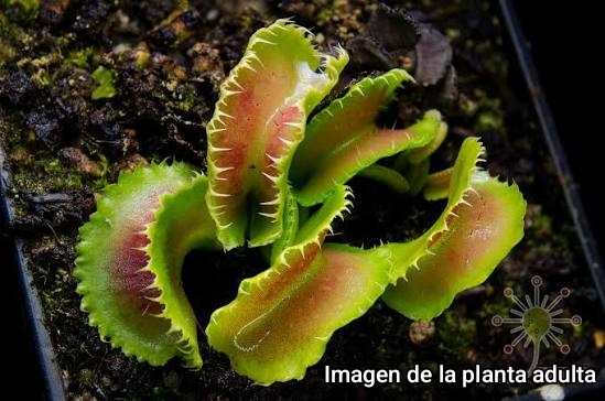 DIONAEA MUSCIPULA cultivar KIM JONG UN - Imagen 2
