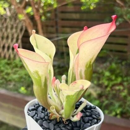 HELIAMPHORA