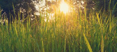 hierba-enorme-verde-con-descensos-de-rocío-en-los-troncos-90235078